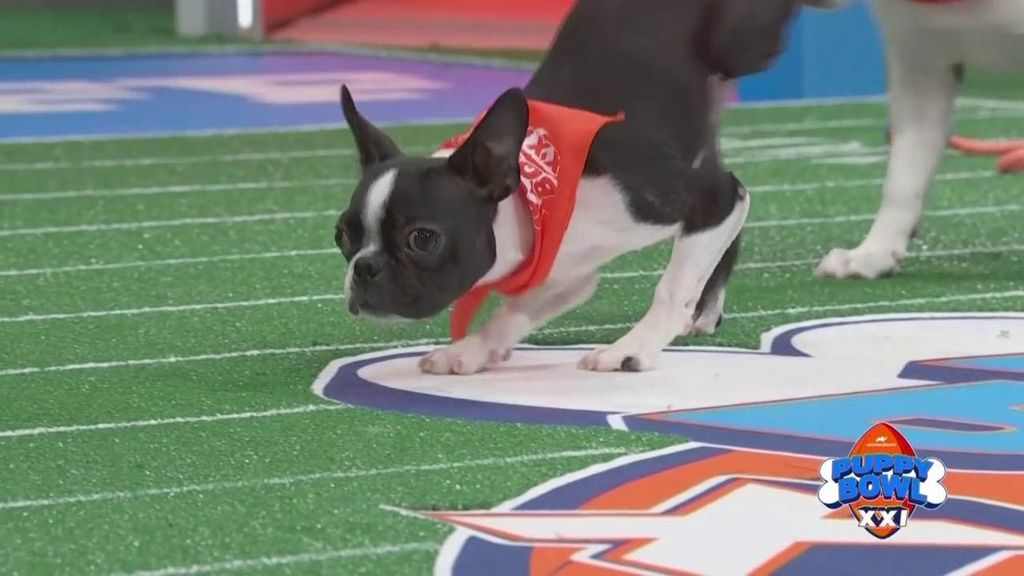 Llega de Puppy Bowl: más de 140 cachorros participan en una competición para fomentar su adopción