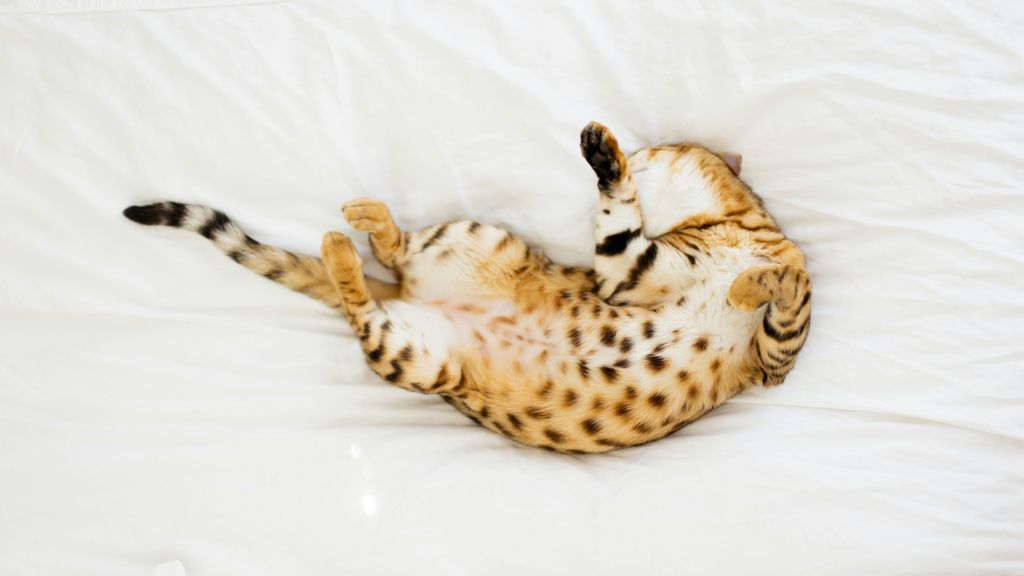Cuando el gato está acostado, significa que se siente seguro