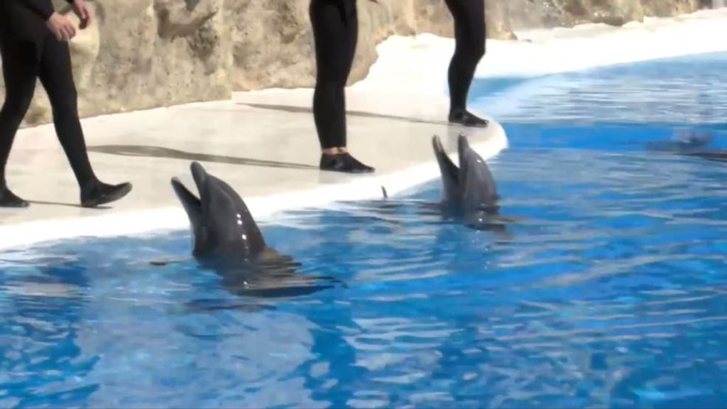El Zoo de Madrid anuncia el traslado de sus delfines: las claves de este cambio