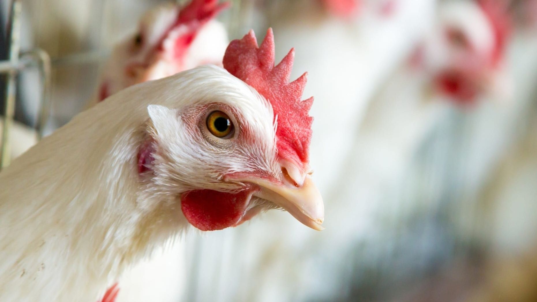 Gallina en una granja