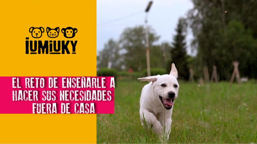 Educación: el pis del cachorro Iumiuky Temporada 3 Programa 253