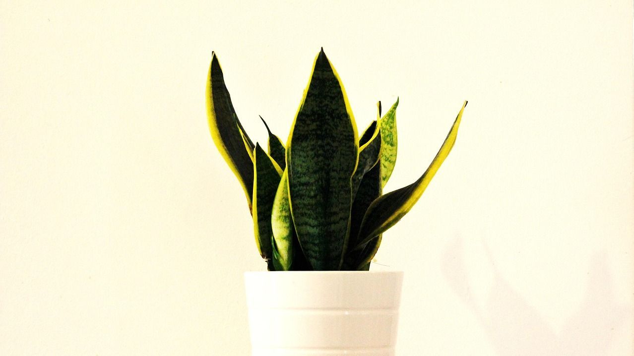 La sansevieria es ideal para decorar el salón La sansevieria es ideal para decorar el salón