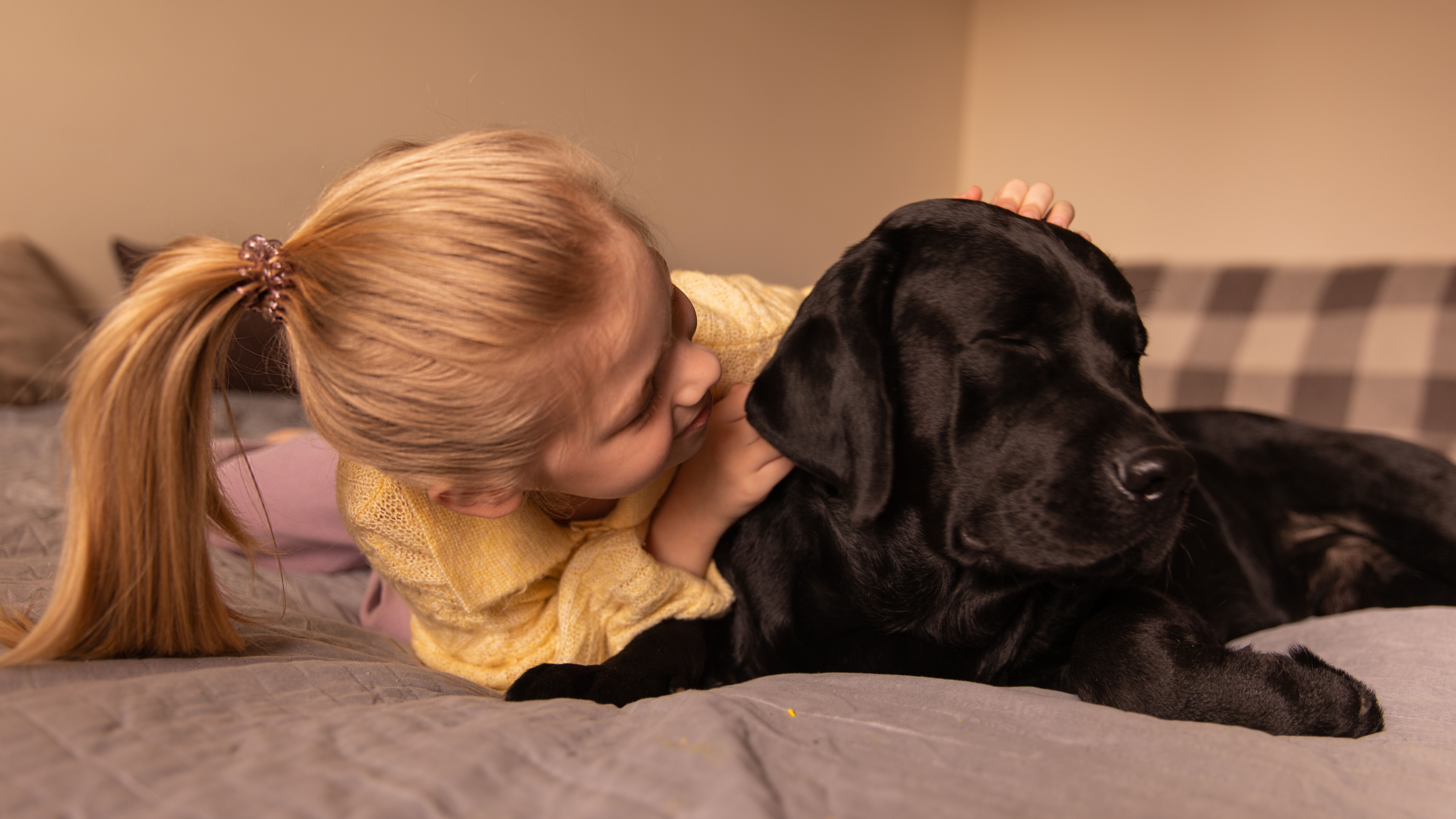 Los labradores son pacientes y amorosos con los niños Los labradores son pacientes y amorosos con los niños