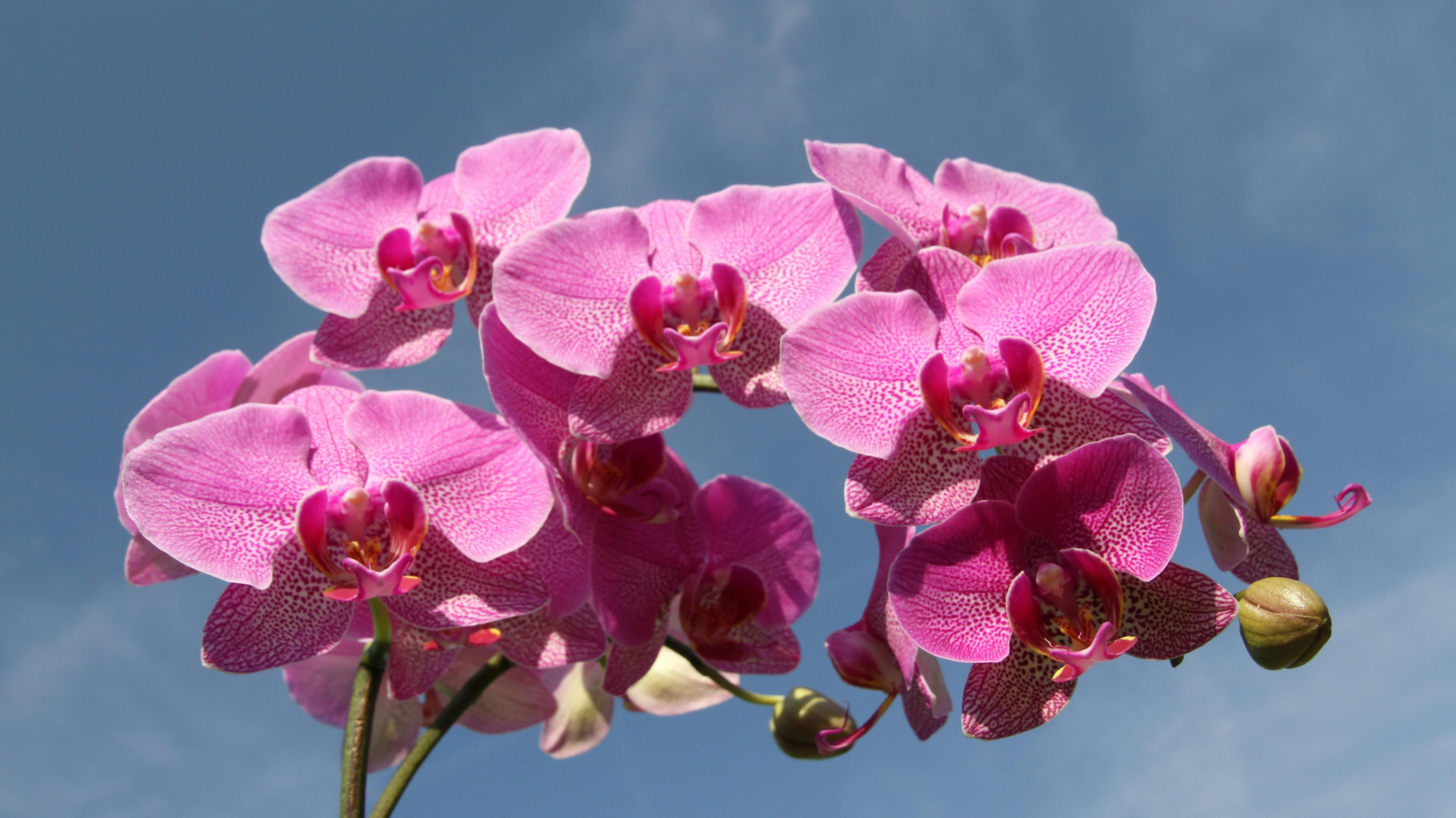 Las orquídeas tienen diferentes significados. FUENTE: Pexels