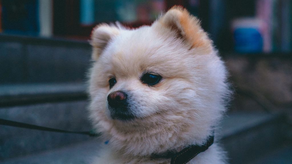 pomeranian unsplash