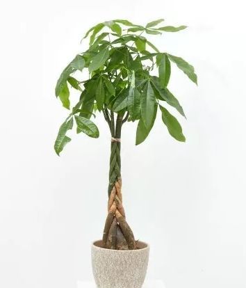 Árbol de la felicidad. FUENTE: Verdecora