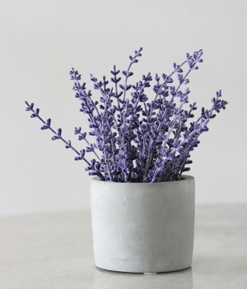 Lavanda. FUENTE: Pexels