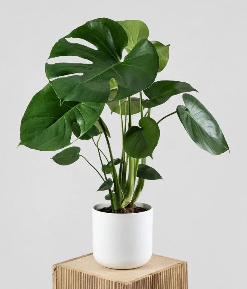 Monstera. FUENTE: Fronda