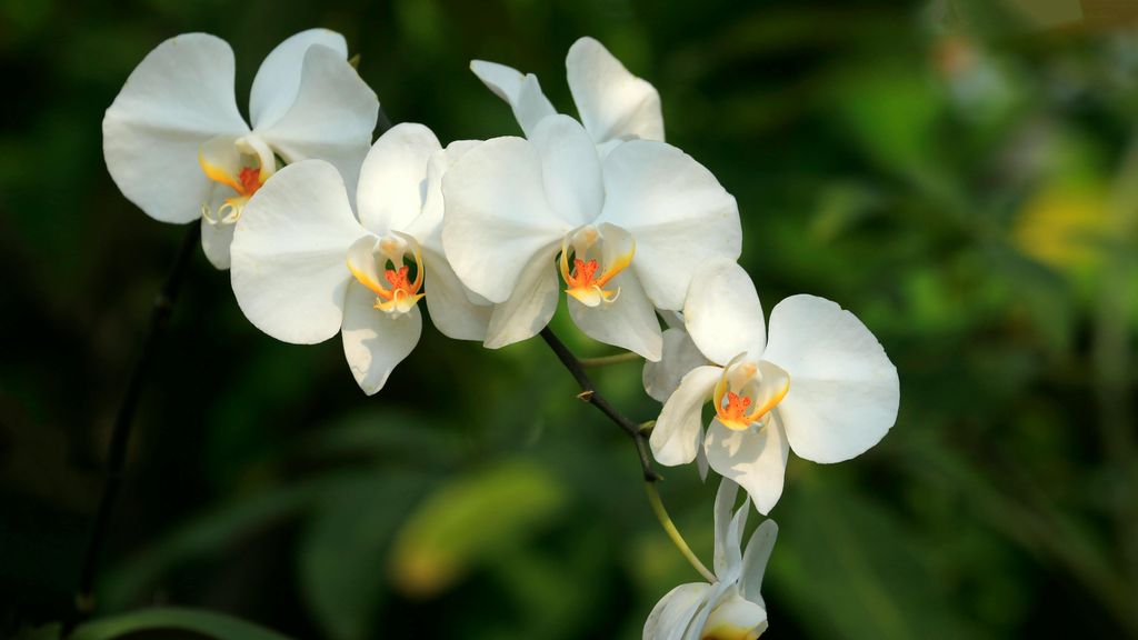 Orquídeas. FUENTE: Pexels