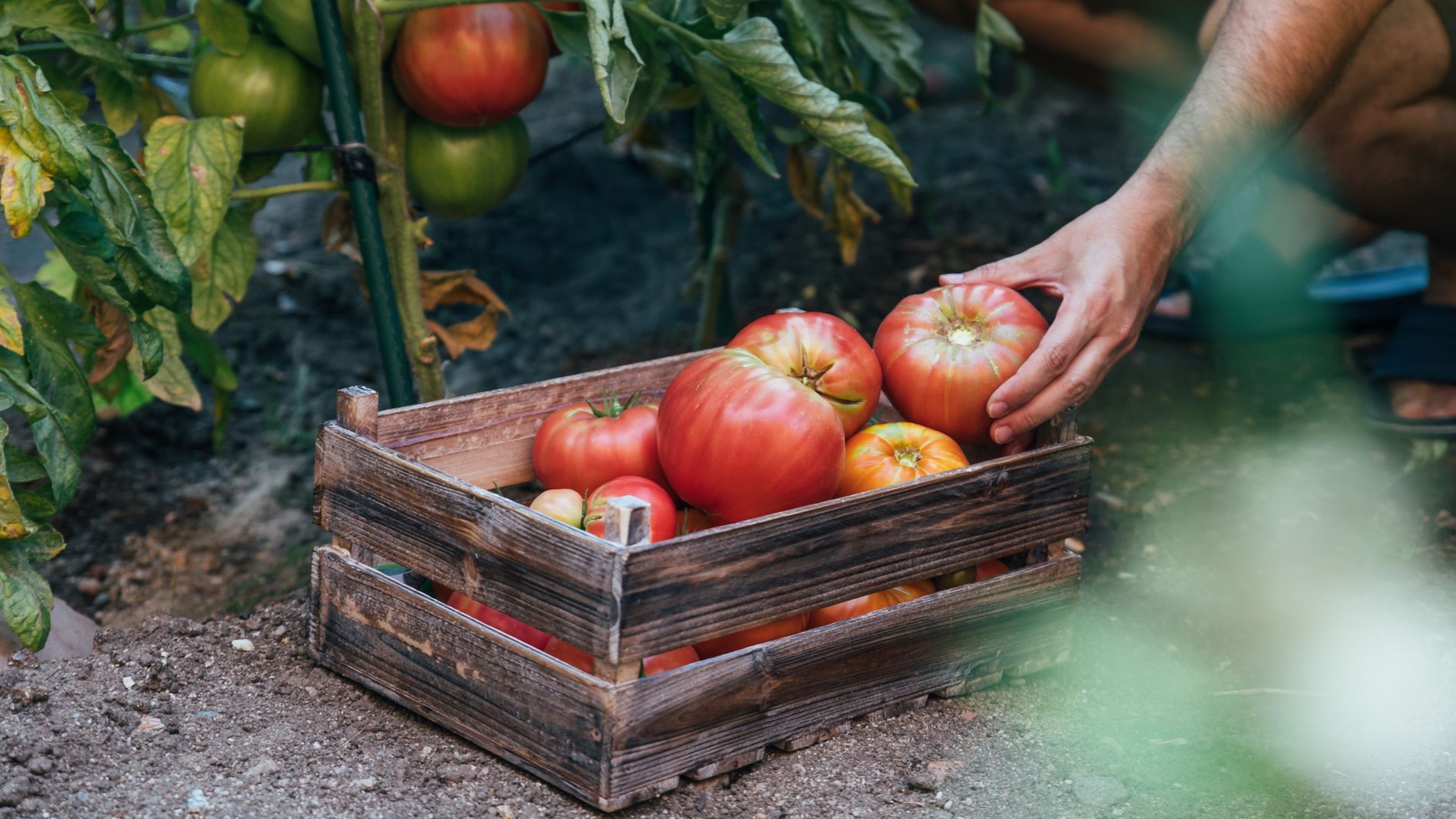 ¿Por qué el tomate cada vez sabe menos pero está más caro? ¿Por qué el tomate cada vez sabe menos pero está más caro?