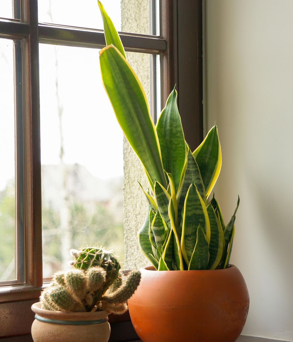 Sansevieria trifasciata. FUENTE: Pexels