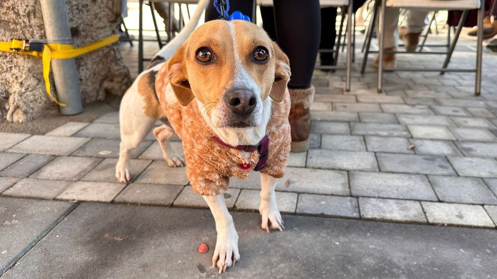 ADN canino: la innovación que transformará Huércal de Almería