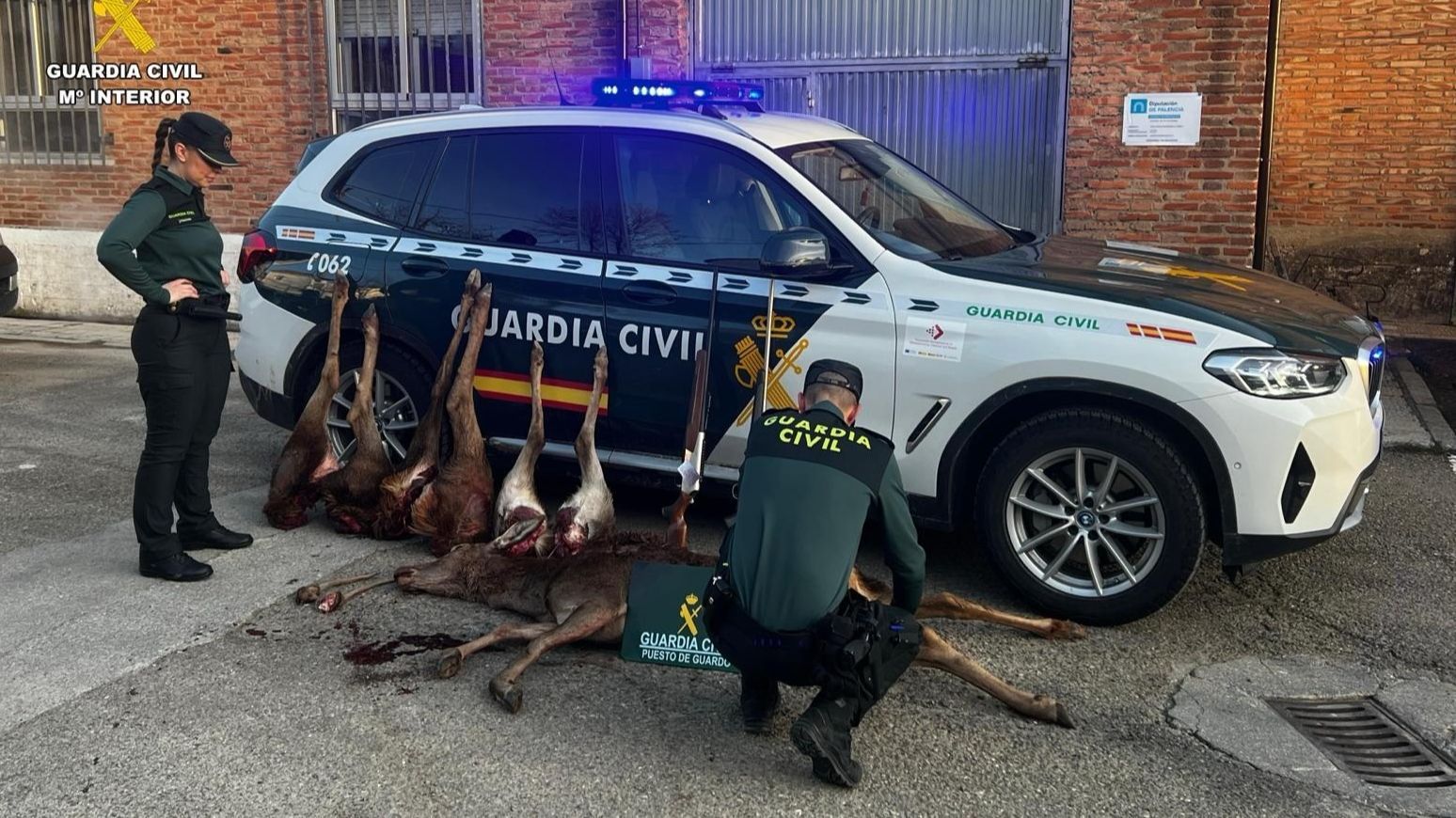 La Guardia Civil sorprende a cuatro cazadores furtivos en Palencia con un cadáver de cierva, seis patas y dos cornamentas