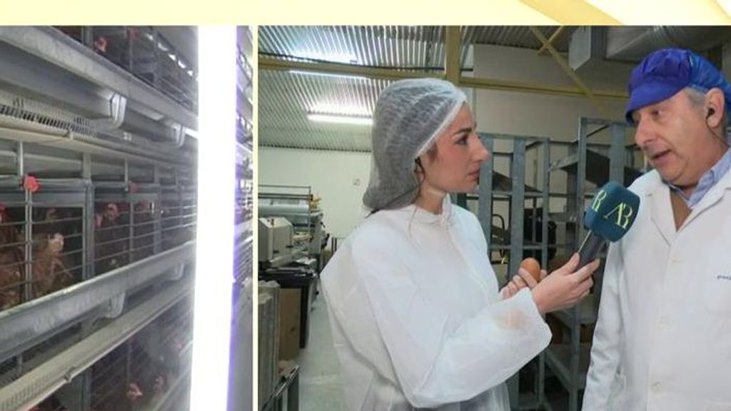 Gripe aviar: ¿Hay riesgo en España de sufrir desabastecimiento de huevos?