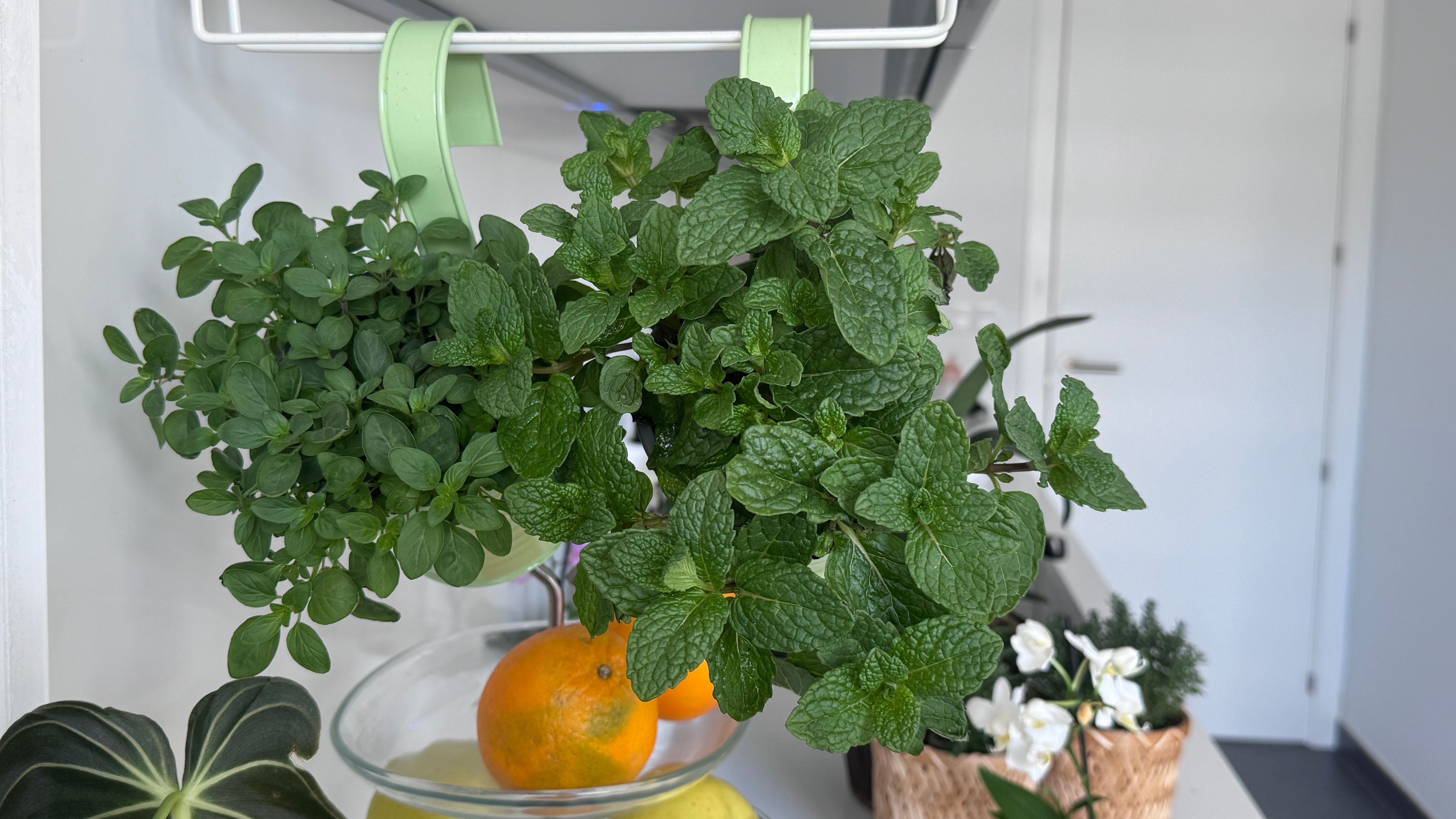 Recomendaciones para tener plantas en la cocina