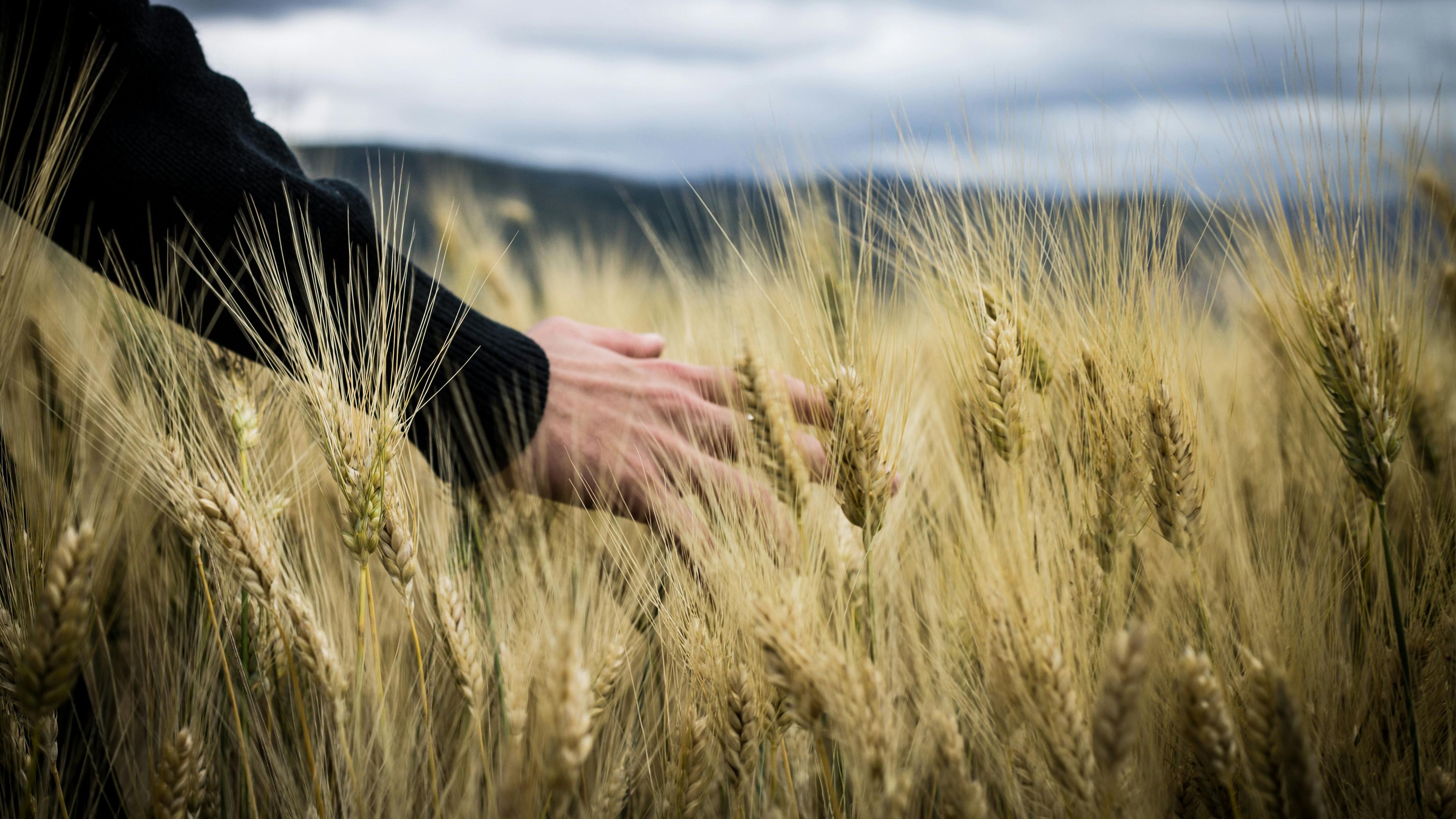 ferias alimentos ecologicos pexels