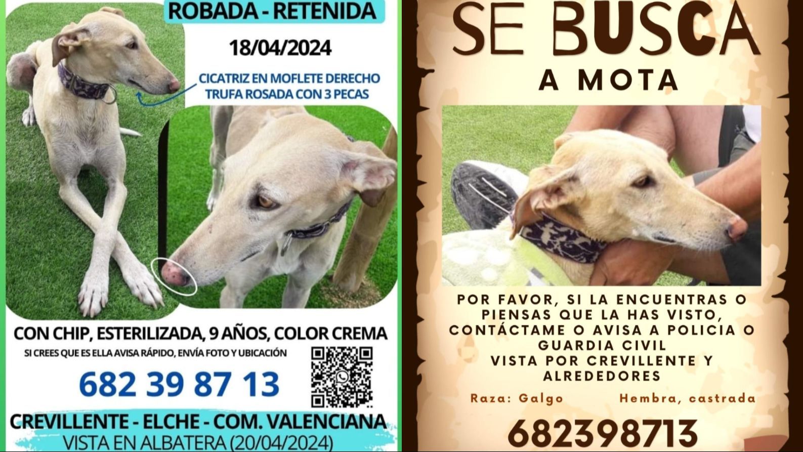 Mota, la galga desaparecida