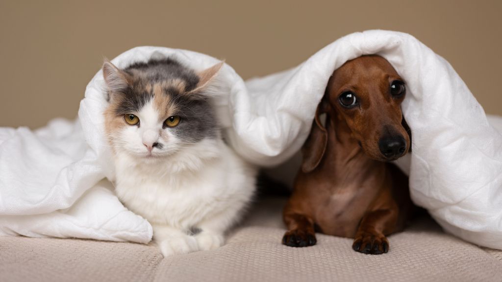 Perros y gatos pueden tener una convivencia muy buena