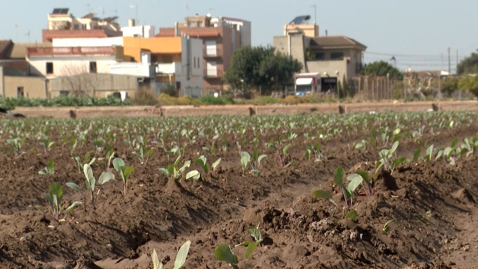 Cultivo agrícola en Catarroja, Valencia