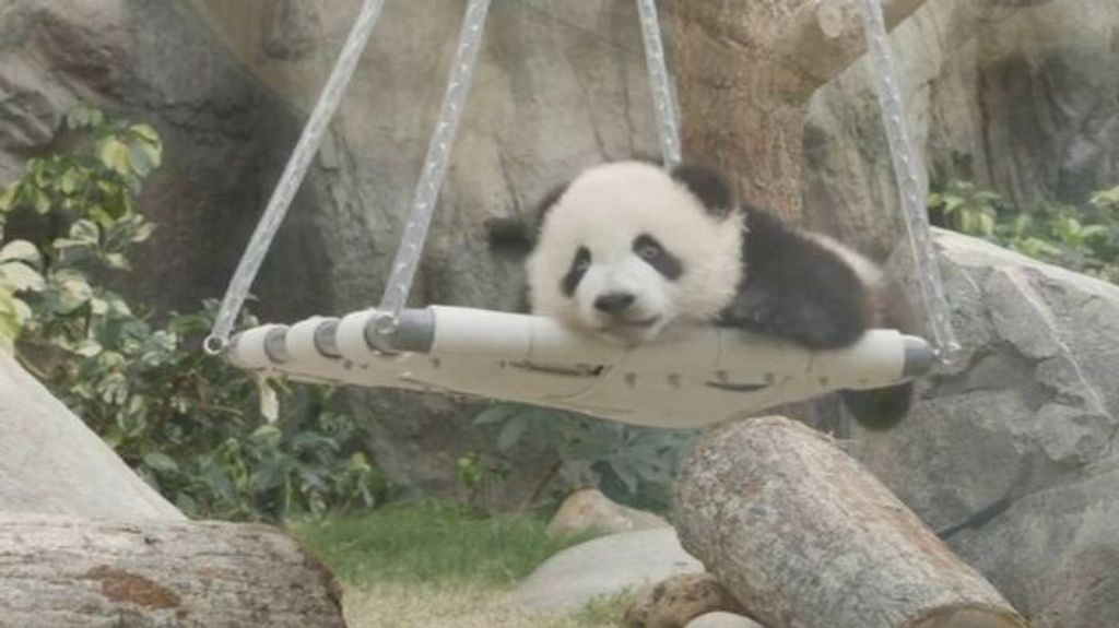 Locura en Hong Kong con el debut público de los dos cachorros panda gemelos