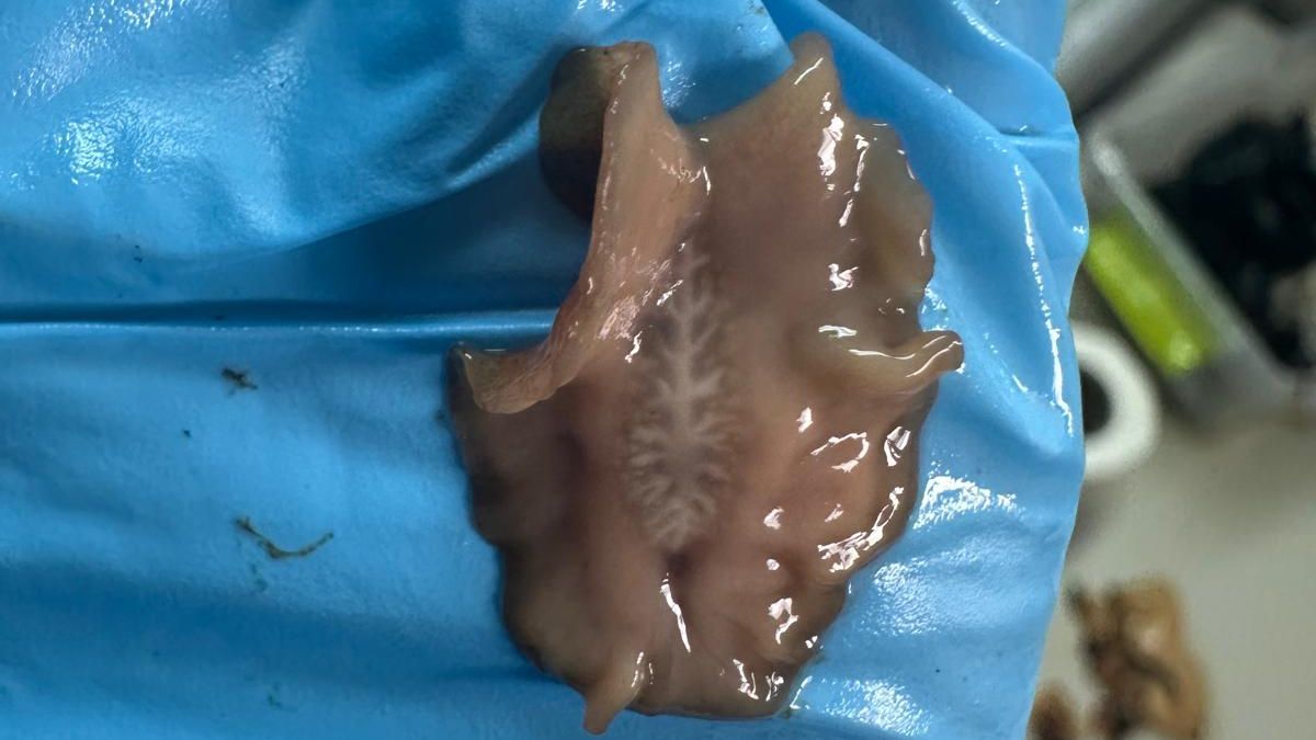 Ejemplar de “postenterogonia orbicularis" aparecido en Ribadeo, Lugo