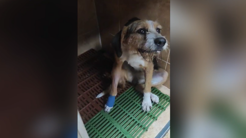 Alertan del aumento de la pseudorrabia en perros, transmitida por jabalíes