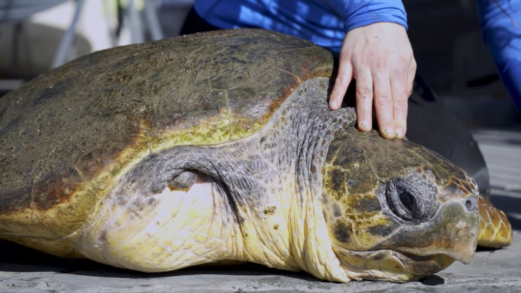 Así han rescatado a la tortuga Nuca