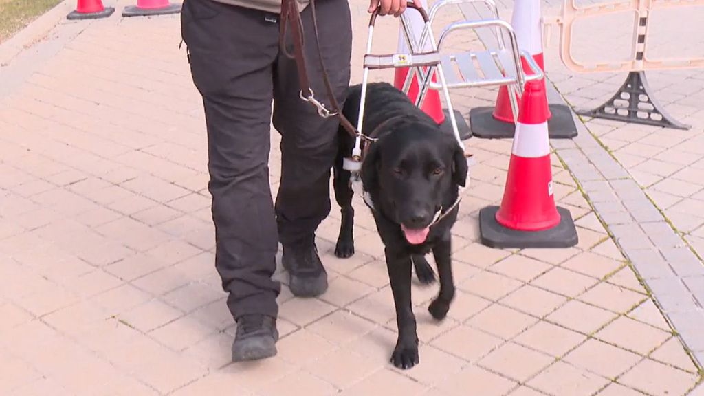 Así es el lugar donde nacen y se adiestran los perros guía de la ONCE