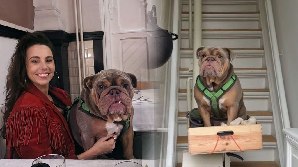 Eddie, el perro que se ha hecho famoso por subir las escaleras en un elevador: sus vecinos no daban crédito