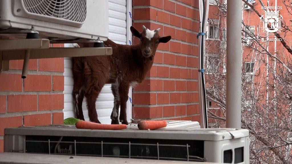 Así han rescatado los bomberos a una cabra atrapada en la ventana de un quinto piso en Villaverde