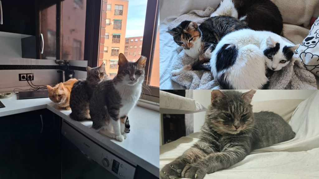 La vida de Maribel con 9 gatos