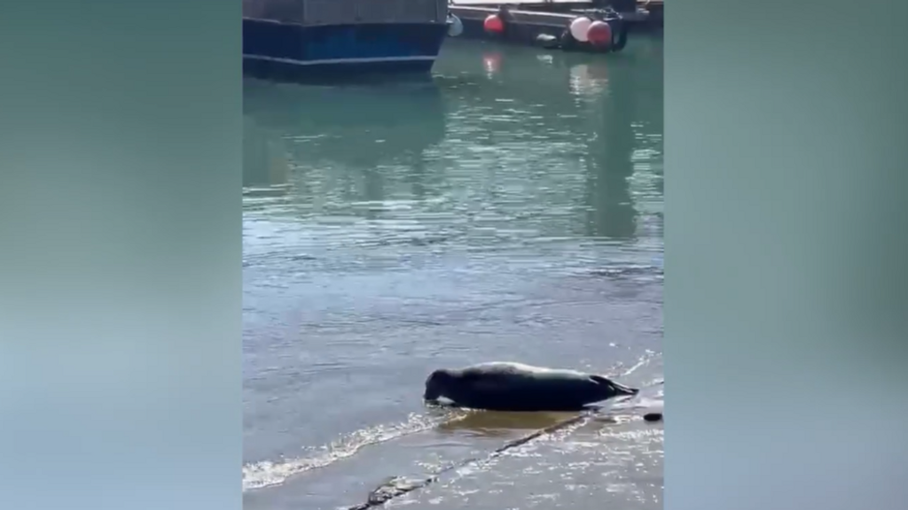 Aparece una foca en el Puerto de Conil