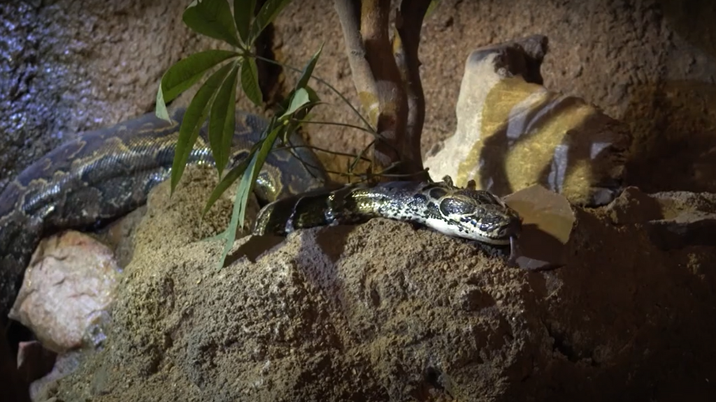 El peligroso traslado de la Pitón de Seba en Bioparc Valencia