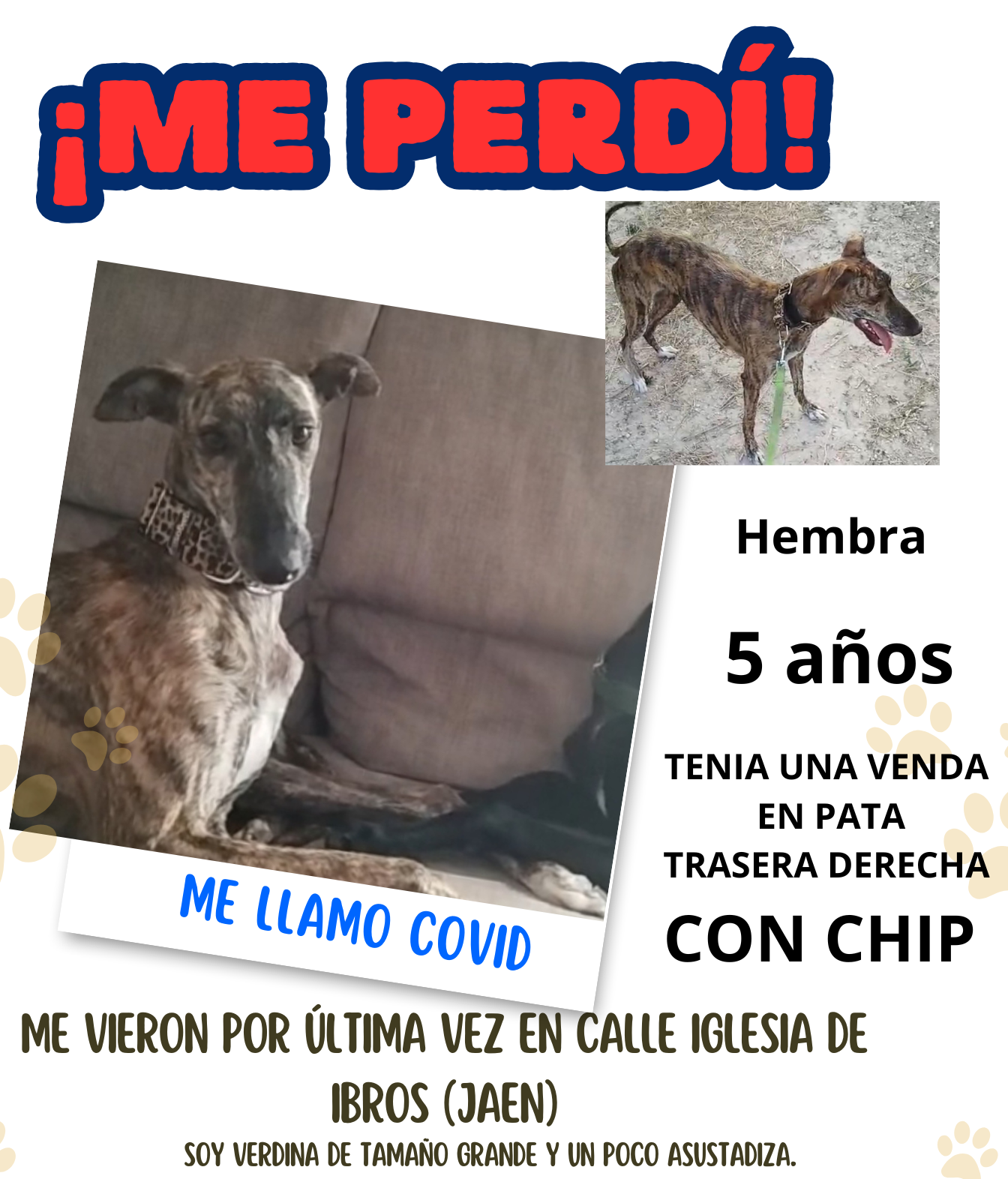 Covid, perra perdida en Ibros Jaén