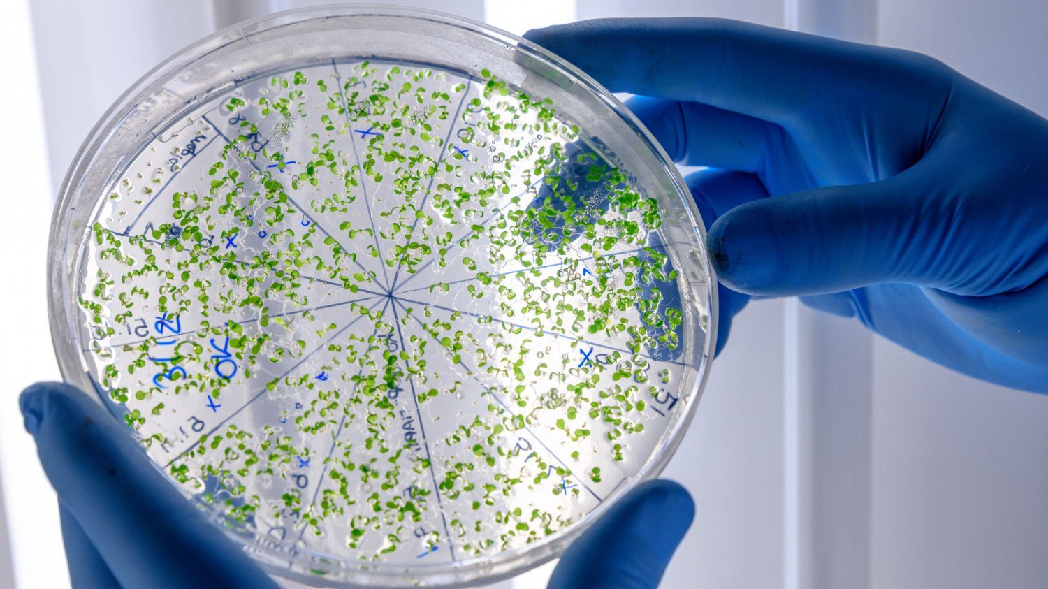 Cultivo bacteriológico en una placa de Petri