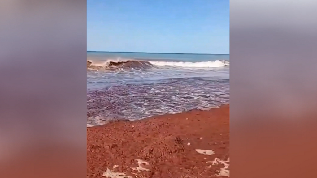 El mar se tiñe de rojo en Argentina: las algas invaden la playa de Mar de la Plata