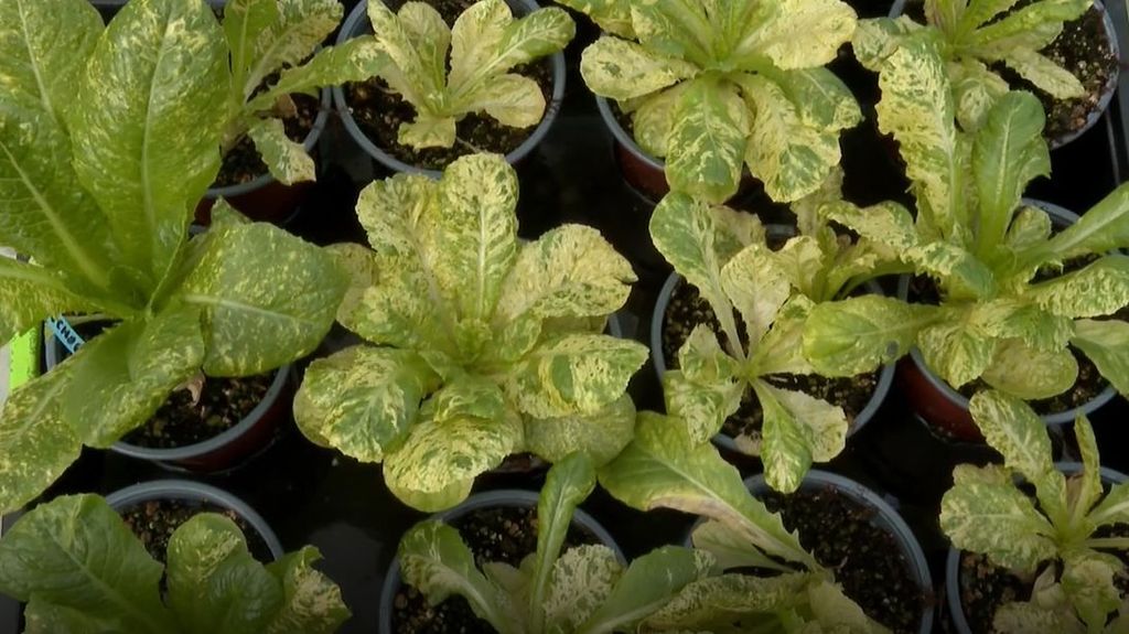 Investigadores españoles crean la lechuga dorada: una versión con mas antioxidantes y vitaminas que la original