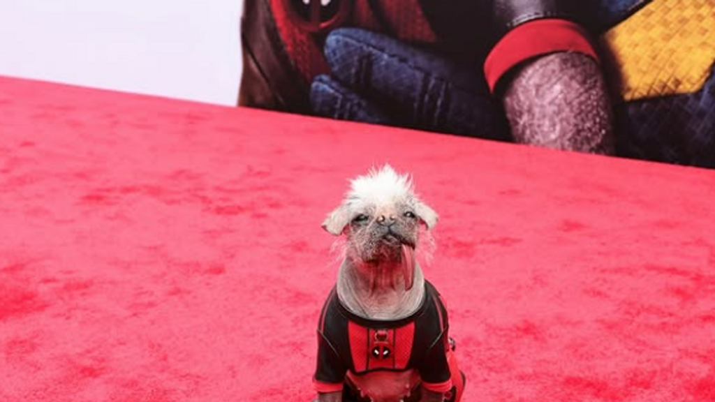 Peggy, el perro que interpreta a 'Dogpool' en 'Deadpool y Lobezno', gana el premio al Mejor Perro del Año