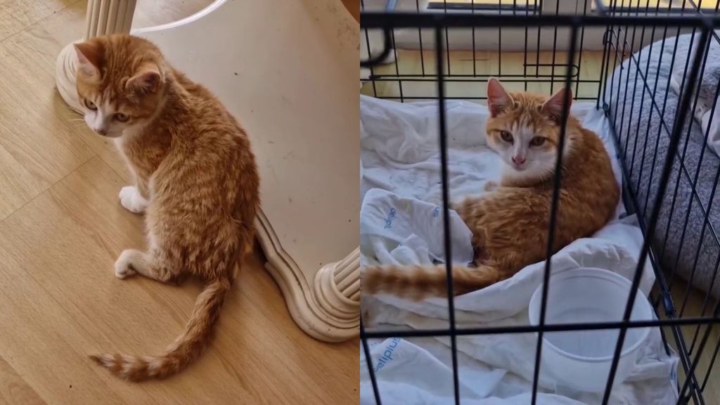 Vainilla, el gato al que han disparado un balín en el lomo
