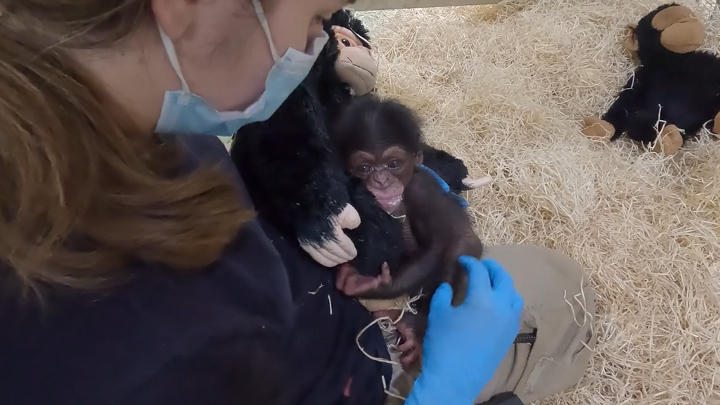 Así es el chimpancé en peligro crítico de extinción que acaba de nacer en Bioparc Valencia