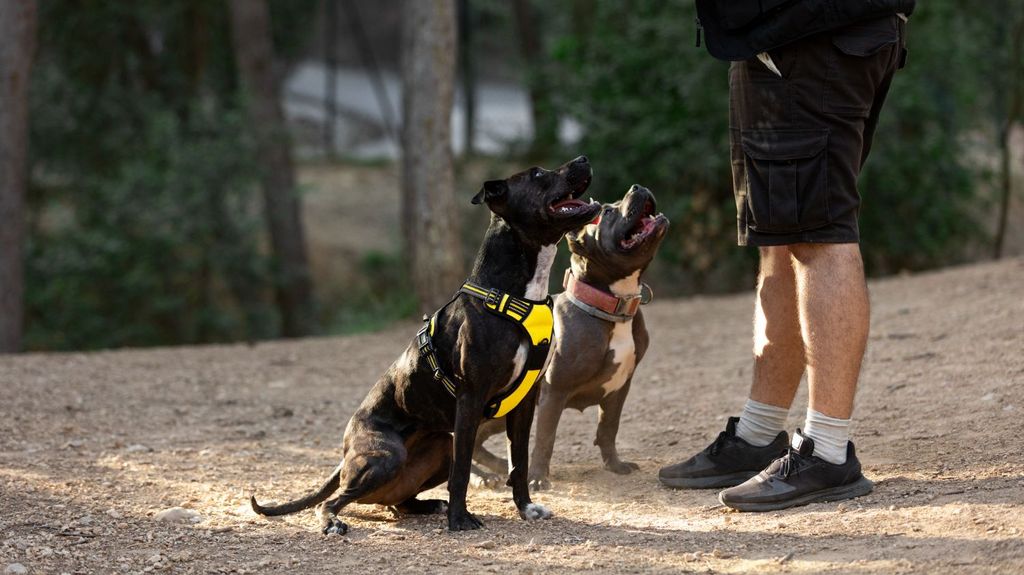 Dos perros obedientes esperando instrucciones