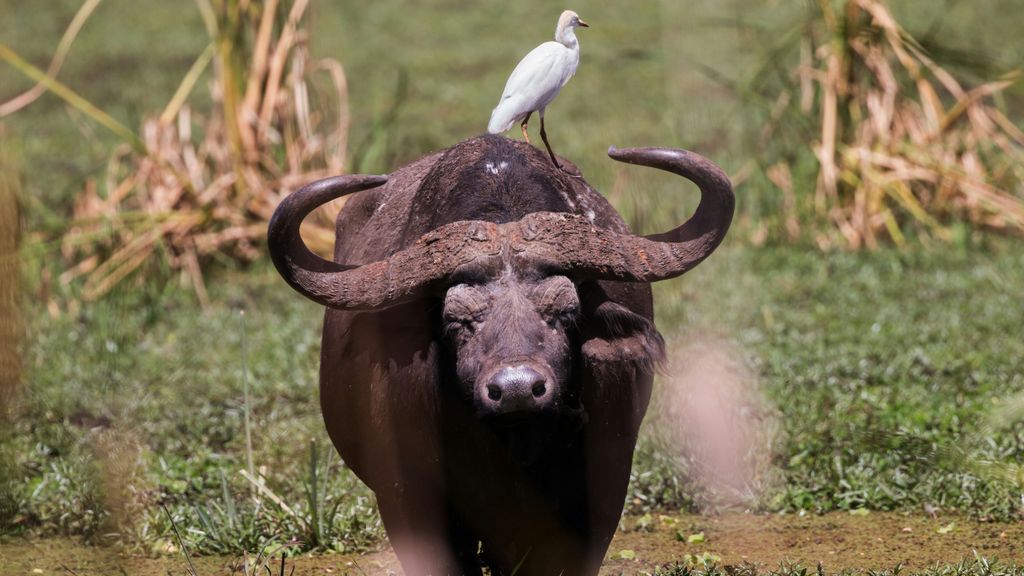 bufalo de agua unsplash