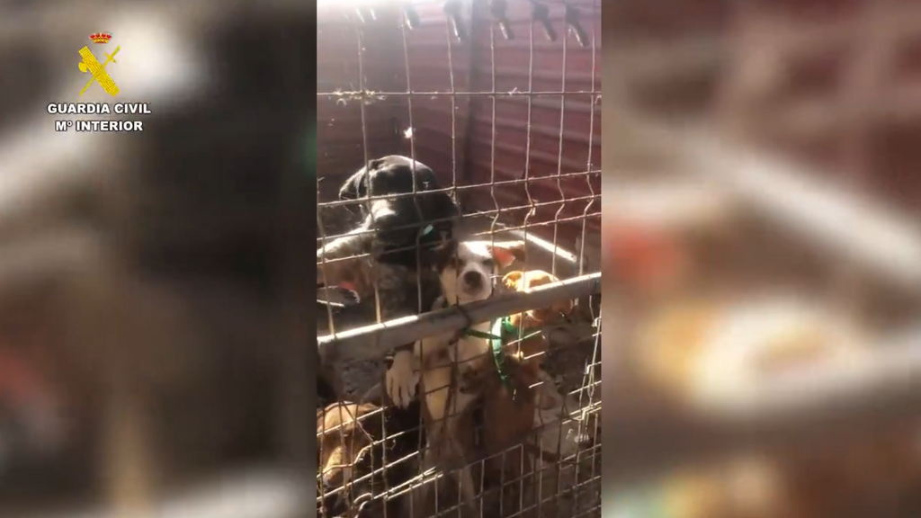Rescatados 195 animales maltratados en Málaga