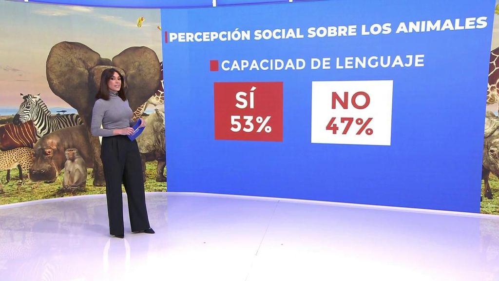 El 53% de las personas cree que los animales tienen capacidad de lenguaje.