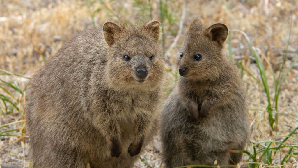 quokka unsplash