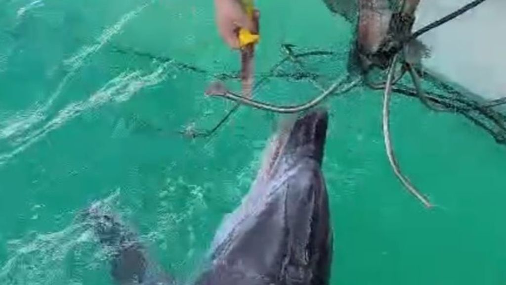 Dos marineros rescatan a un delfín atrapado en aparejos de pesca en la Ría de Viveiro