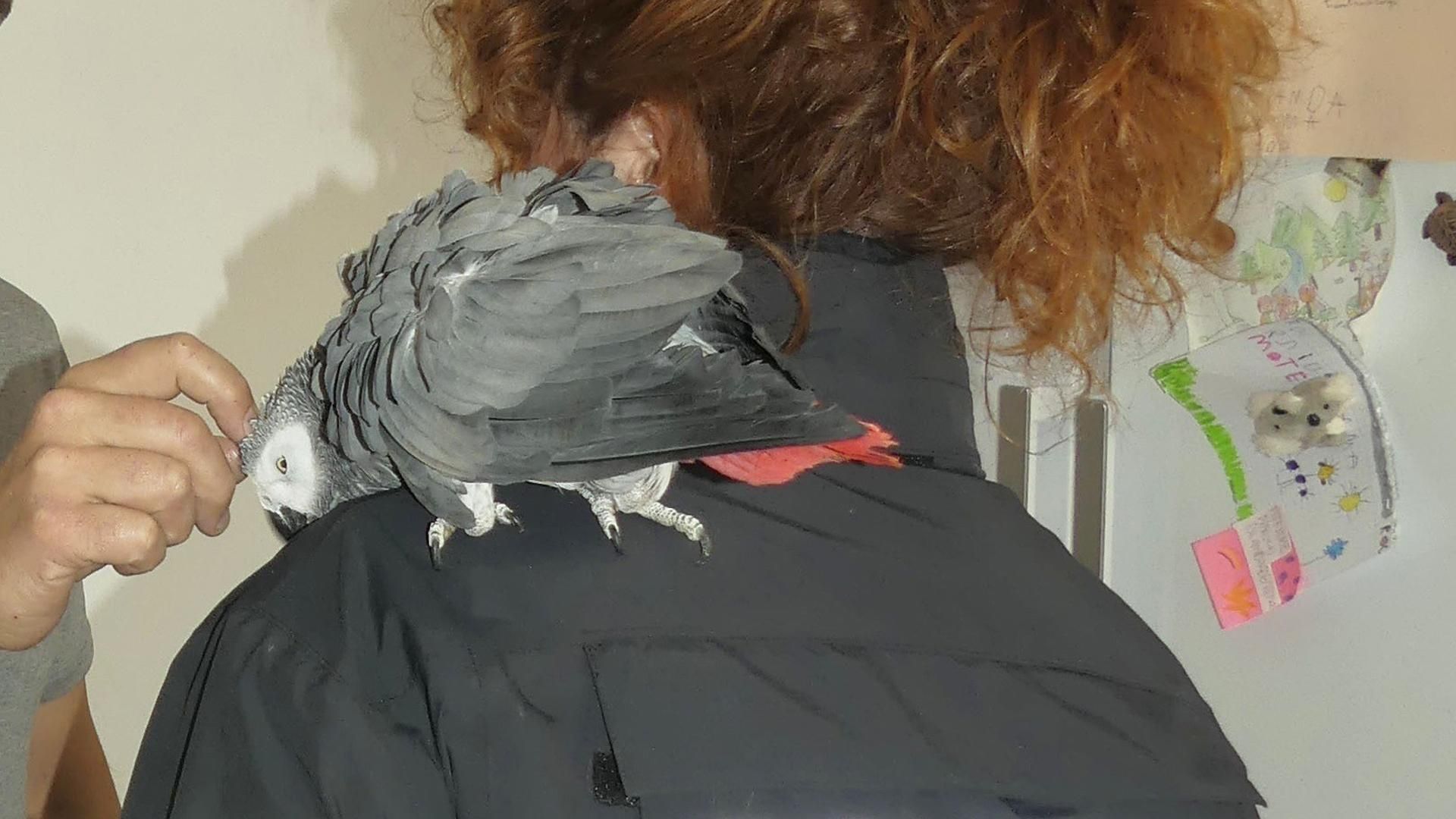 Imagen del loro robado