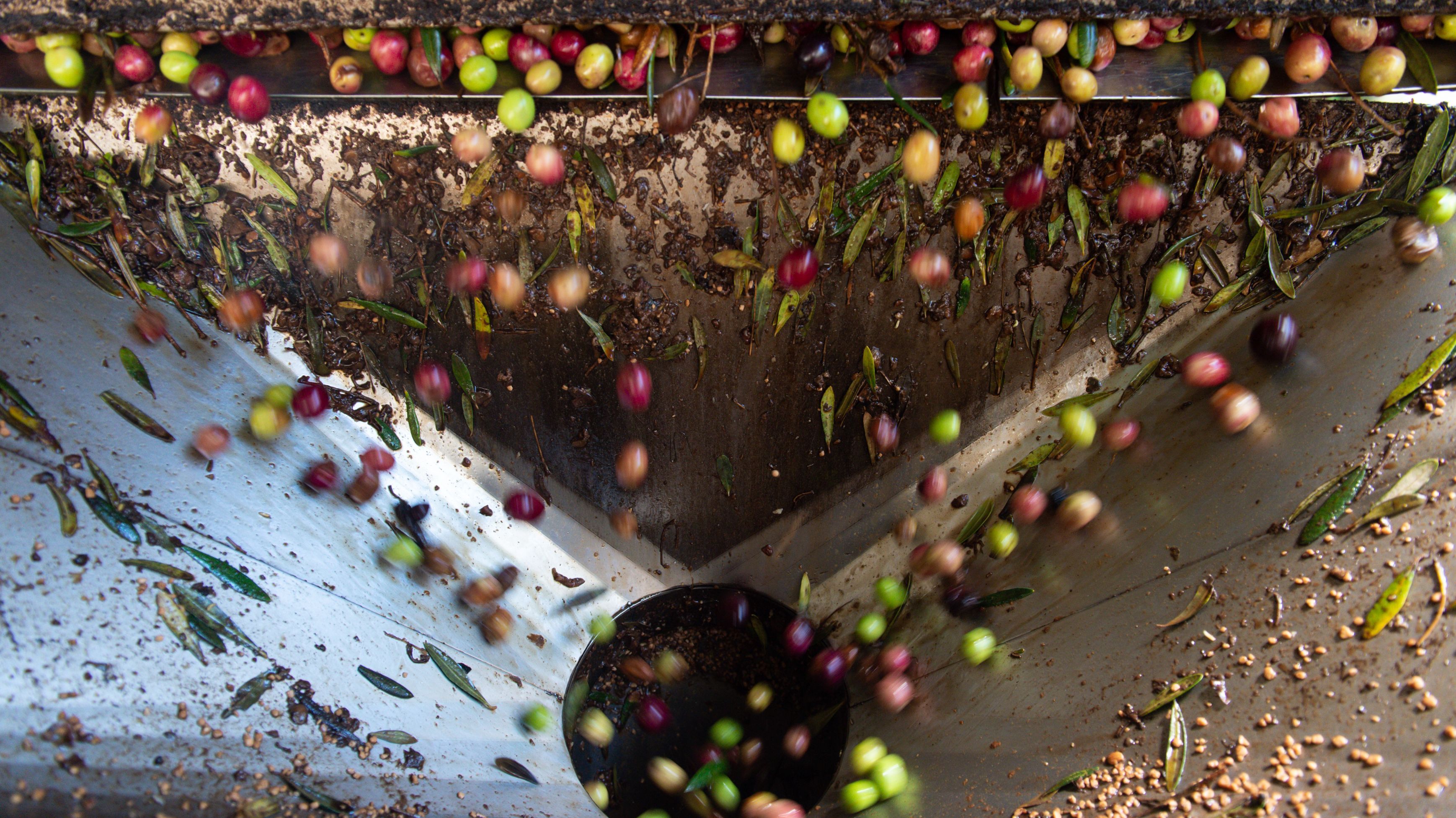 Molienda y batido de olivas para elaborar aceite