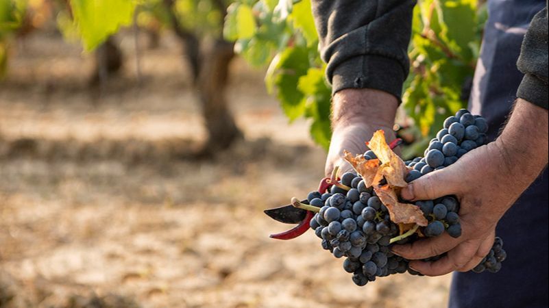 Vendimia en Villabuena de Álava (Rioja Alavesa)