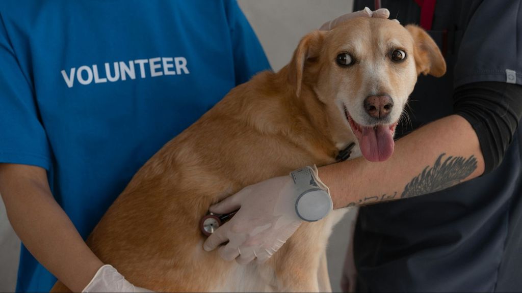 Un perro, atendido por un veterinario